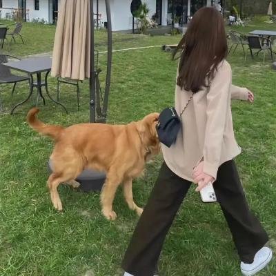沙漠活宝 在线观看